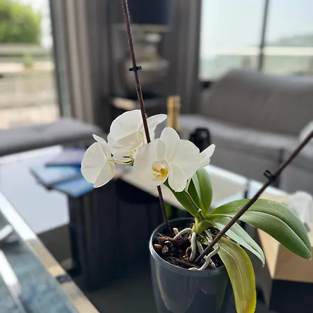 Couette-café Hirondelles 35 Cavalaire-sur-Mer