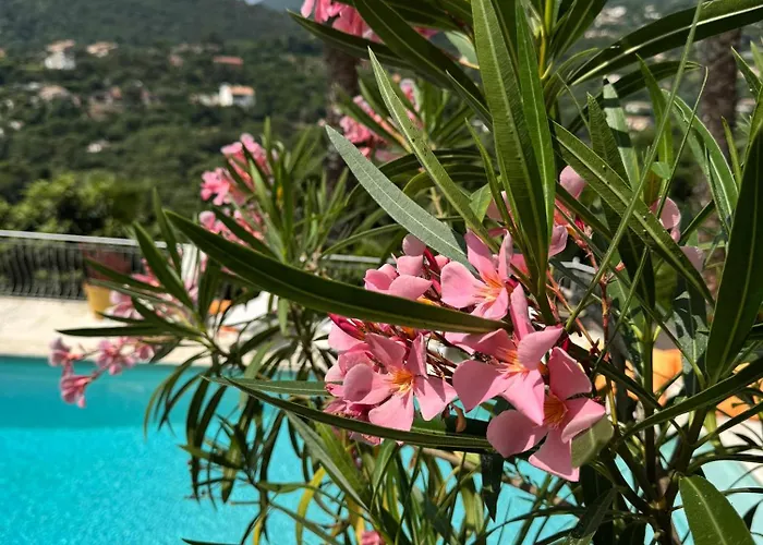 Hirondelles 35 * Cavalaire-sur-Mer